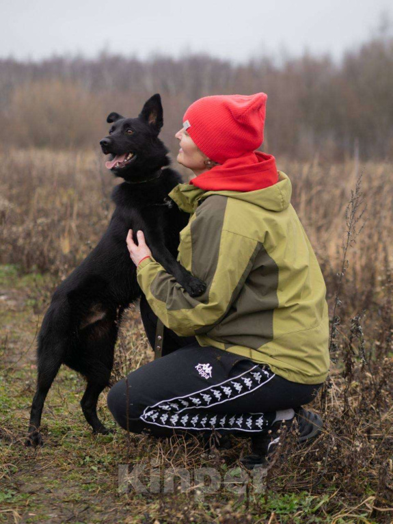 Собаки в Москве: Уголек очень хочет домой  Мальчик, Бесплатно - фото 2