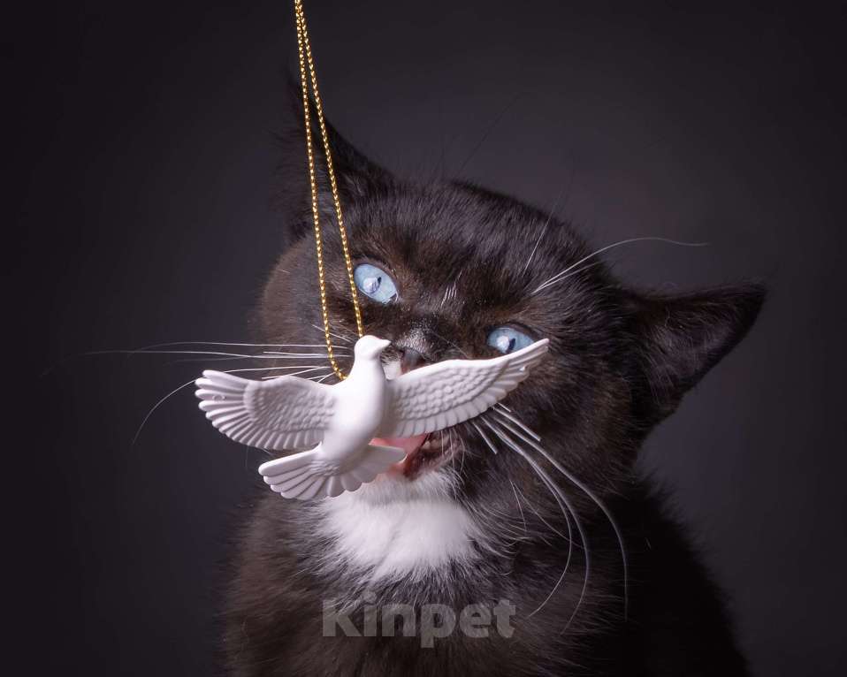 Кошки в Москве: Британский котенок с доминантными голубыми глазами! Мальчик, 50 000 руб. - фото 1