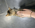 Кошки в Котельнике: Шпротик ищет родителей  Мальчик, Бесплатно - фото 4