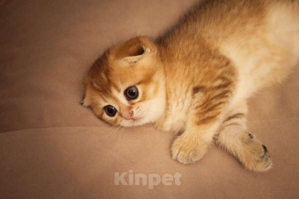Кошки в Липецке: Шотландец 2 Мальчик, 28 000 руб. - фото 2