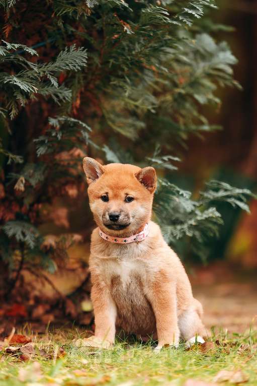 Собаки в Москве: Щенок девочка Сиба-ину ласковая и нежная Девочка, 65 000 руб. - фото 3