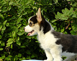 Собаки в Самаре: Щенки вельш корги пемброк Мальчик, 45 000 руб. - фото 3