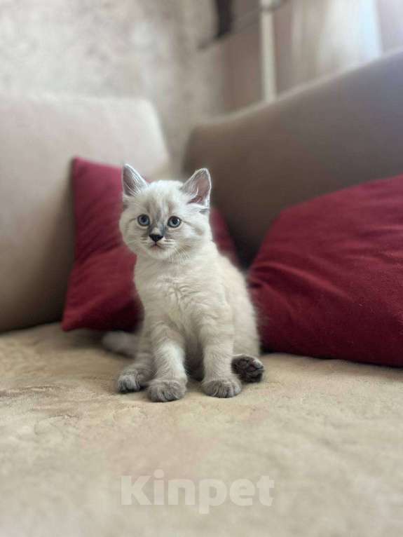 Кошки в Йошкаре-Оле: Котята породы Невская маскарадная Мальчик, 8 000 руб. - фото 2