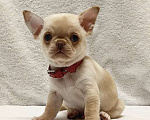 Собаки в Москве: Чихуахуа. Мальчик №1 Мальчик, 50 000 руб. - фото 3