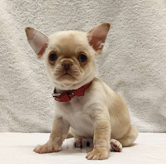 Собаки в Москве: Чихуахуа. Мальчик №1 Мальчик, 50 000 руб. - фото 3