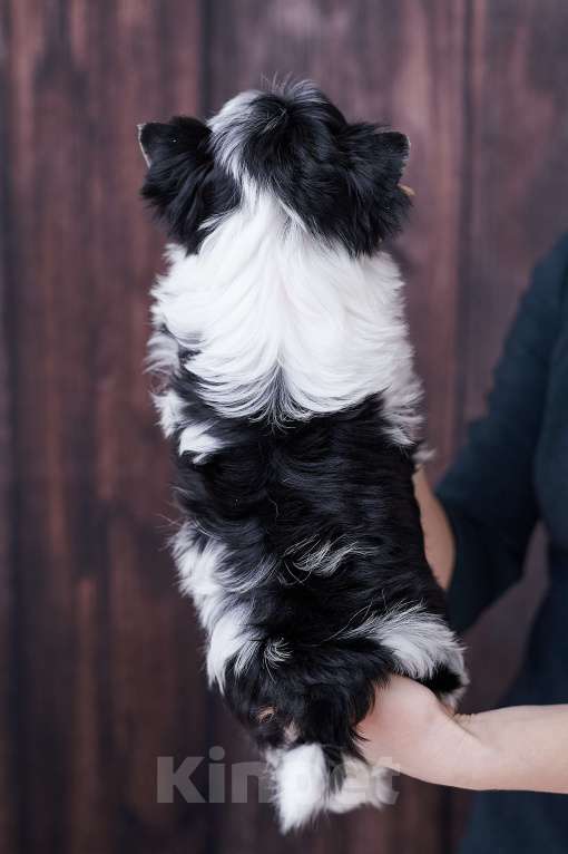 Собаки в Челябинске: Бивер терьер щенок Мальчик, Бесплатно - фото 2