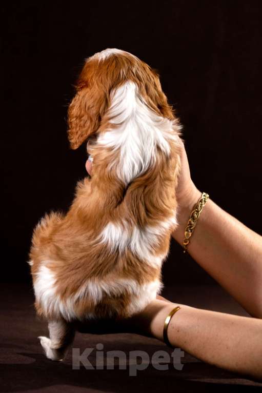 Собаки в других городах Московской области: Изэль Девочка, 125 000 руб. - фото 4