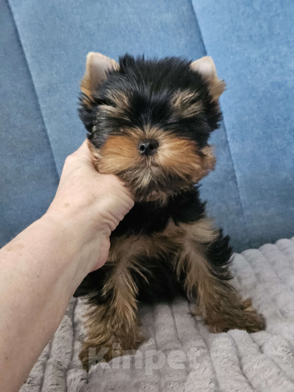 Собаки в Москве: Мальчик йорка Мальчик, 70 000 руб. - фото 4