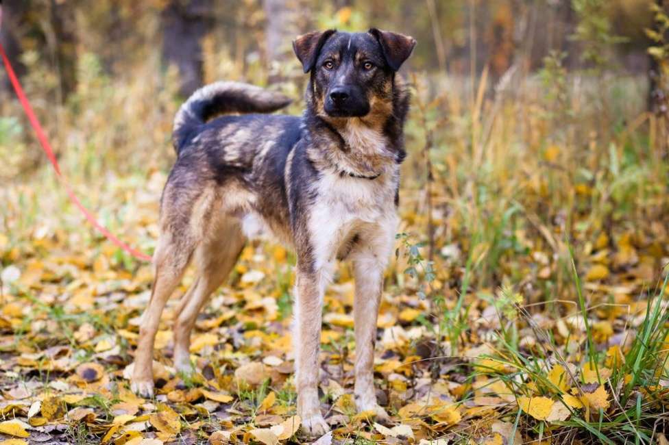 Собаки в Санкт-Петербурге: Добрый, адекватный пёс, друг кошек Мальчик, Бесплатно - фото 1