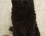 Кошки в Челябинске: Котята мейн -кун Разнополые, 20 000 руб. - фото 2