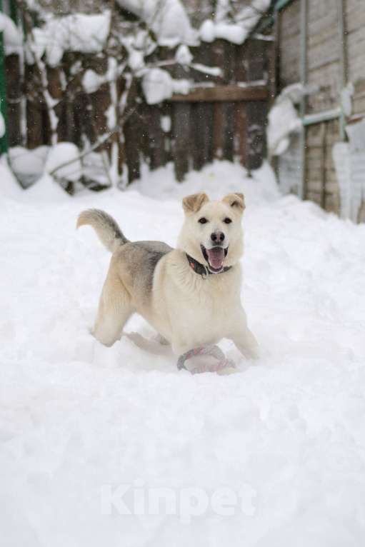 Собаки в Москве: Лунтик Мальчик, Бесплатно - фото 1