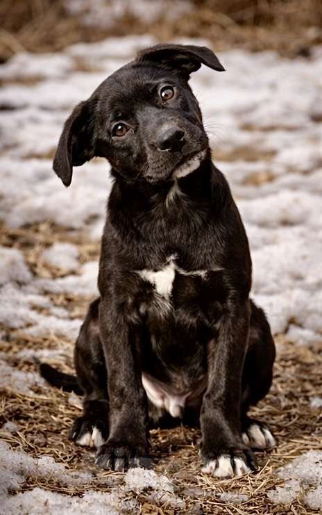 Собаки в других городах Московской области: Обворожительный метис Лабрадора Тим Мальчик, Бесплатно - фото 6