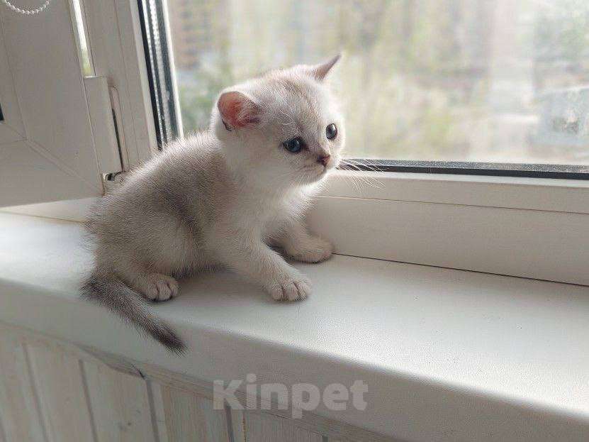 Кошки в Москве: Шотландские котята с документами Мальчик, 25 000 руб. - фото 3