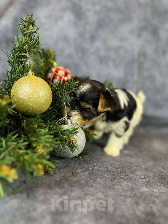 Собаки в Вологде: Очень красивая девочка бивер терьер  Девочка, 120 000 руб. - фото 4