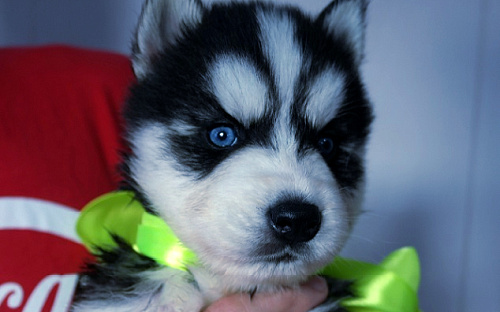 Хаски Щенки Разных окрасов