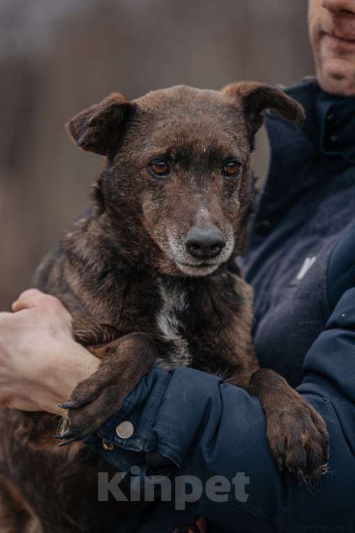 Собаки в Москве: Маленькая собачка в добрые руки Девочка, Бесплатно - фото 4