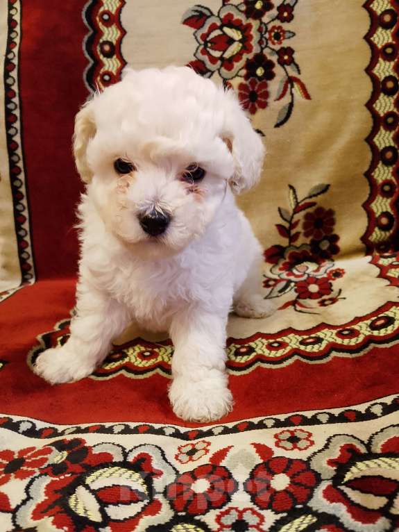 Собаки в других городах Самарской области: Той пудель Мальчик, 35 000 руб. - фото 3