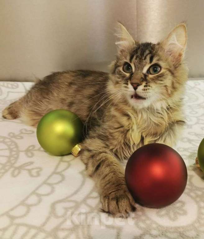 Кошки в Москве: Красотка Элен мечтает о доме Девочка, Бесплатно - фото 3