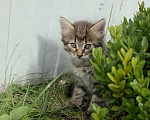 Кошки в Туле: Котята в добрые руки Мальчик, Бесплатно - фото 1