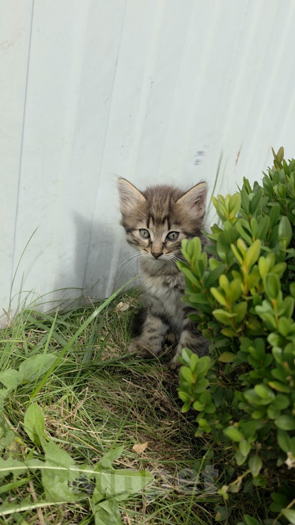 Кошки в Туле: Котята в добрые руки Мальчик, Бесплатно - фото 1