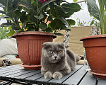Кошки в Воронеже: Шотландский вислоухий котенок  Мальчик, 3 000 руб. - фото 4