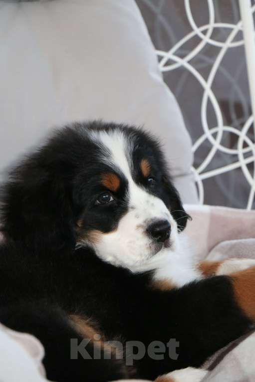 Собаки в Челябинске: бернский зенненхунд девочки Девочка, 70 000 руб. - фото 4