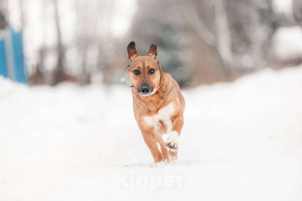 Собаки в Москве: Маленькая собака для квартиры никак не найдет своих Девочка, Бесплатно - фото 7