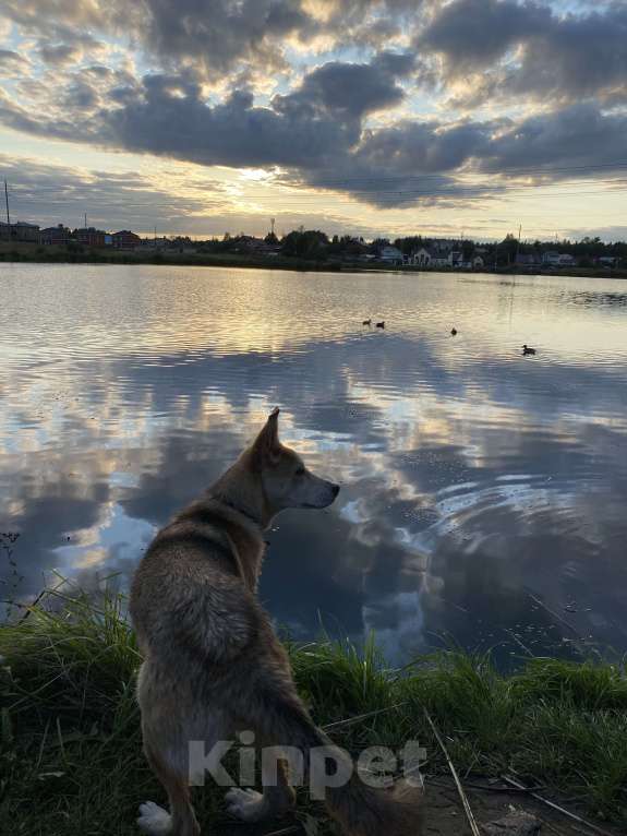 Собаки в Казани: Ищу новых хозяев или передержка на год за оплату Девочка, 1 руб. - фото 2