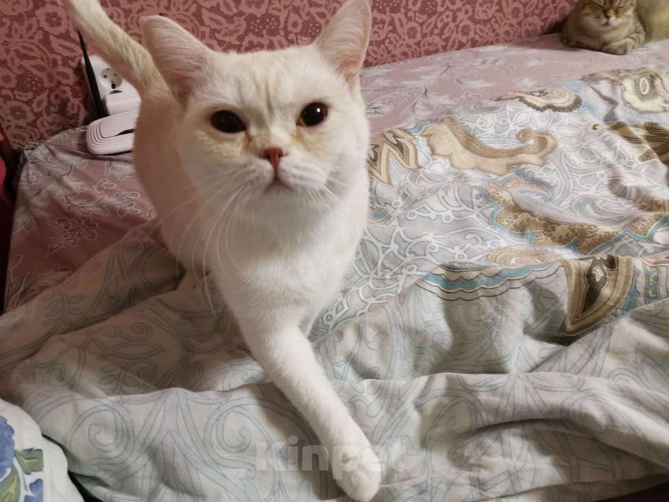 Кошки в Москве: Британские котята, кошки и кот Мальчик, 15 000 руб. - фото 2