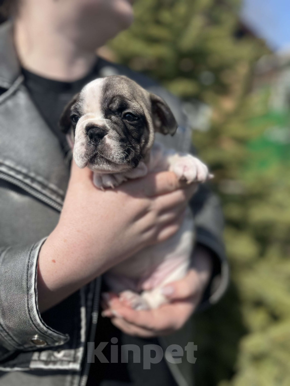 Собаки в Таганроге: Щенок Французского бульдога Мальчик, 20 000 руб. - фото 2