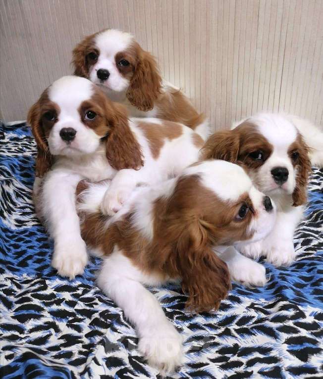 Собаки в Москве: Кавалер Кинг Чарльз спаниель 3 Девочка, 70 000 руб. - фото 3