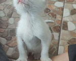Кошки в Ставрополе: Белый котенок Девочка, Бесплатно - фото 2