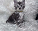 Кошки в Кудрово: Котенок мейн-кун, мальчик , шейдед линия Мальчик, Бесплатно - фото 2