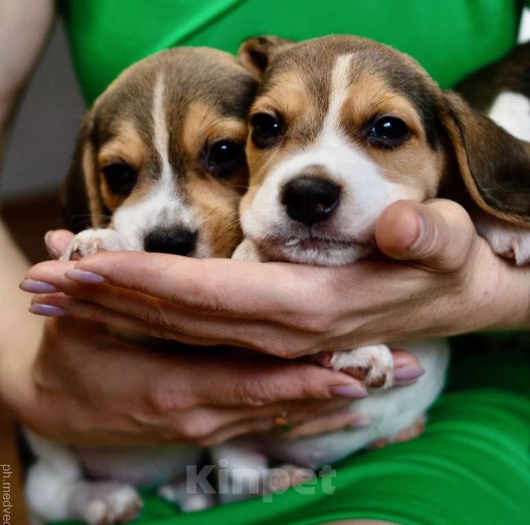 Собаки в Ростове-на-Дону: БИГЛЬ, щенок Мальчик, 24 000 руб. - фото 6