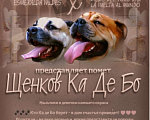 Собаки в Москве: Щенки Кадебо Мальчик, Бесплатно - фото 6