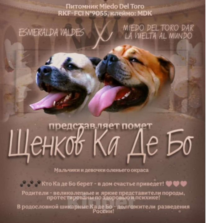 Собаки в Москве: Щенки Кадебо Мальчик, Бесплатно - фото 6