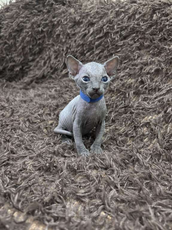 Кошки в Москве: Синий Мальчик, 20 000 руб. - фото 4