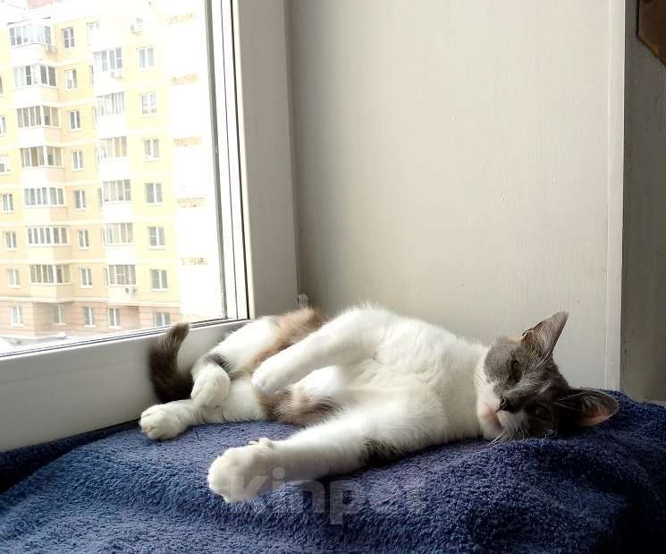 Кошки в Москве: Мура в добрые руки Девочка, Бесплатно - фото 3