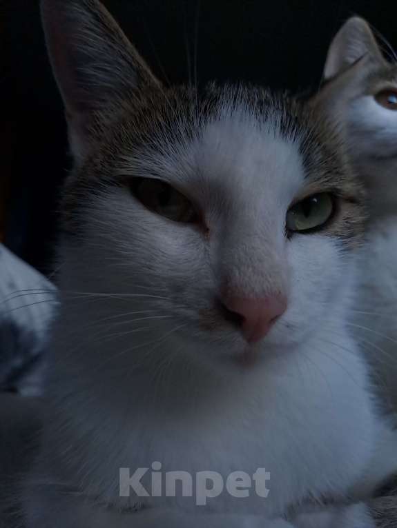 Кошки в Хабаровске: Отдам в добрые руки Мальчик, Бесплатно - фото 2