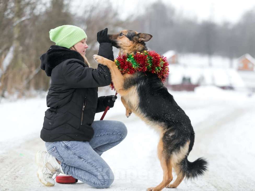 Собаки в Раменском: Собака Дана - метис овчарки в добрые руки Девочка, Бесплатно - фото 5
