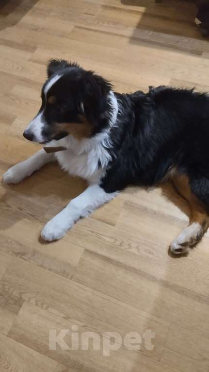 Собаки в Красноярске: Щенок аусси Мальчик, Бесплатно - фото 2