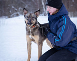 Собаки в Солнечногорске: Девочка, 1 год, в добрые руки Девочка, Бесплатно - фото 3