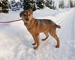 Собаки в других городах Ленинградской области: Лисенок Мальчик, Бесплатно - фото 6