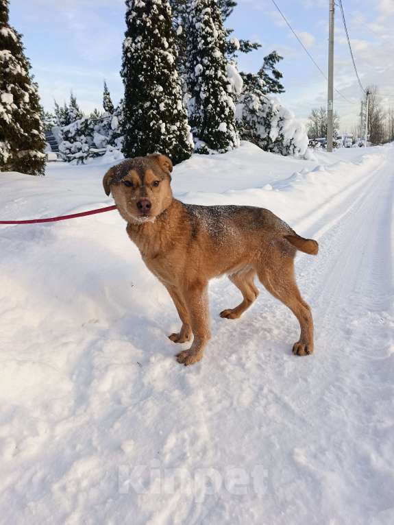 Собаки в других городах Ленинградской области: Лисенок Мальчик, Бесплатно - фото 6