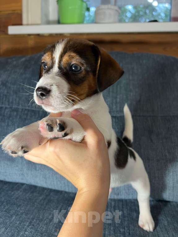 Собаки в Москве: Продается племенной  щенок джек рассел тер. 3  мес мальчик Мальчик, Бесплатно - фото 1