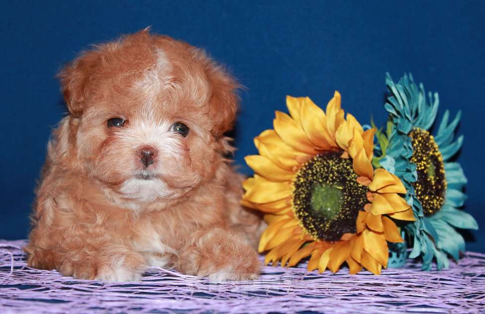 Собаки в Москве: Щенок Мальтипу - небольшая девочка. Девочка, 120 000 руб. - фото 8