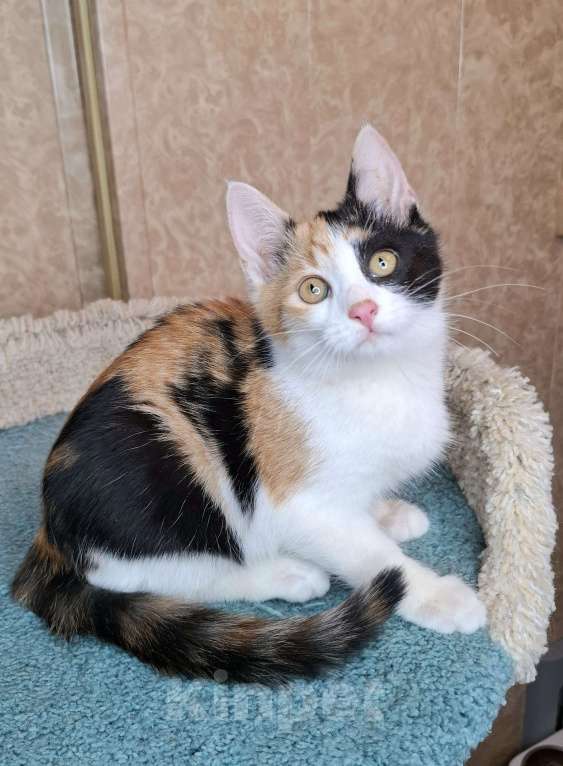 Кошки в Москве: Котёнок с трехцветной мордашкой в добрые руки  Девочка, Бесплатно - фото 1
