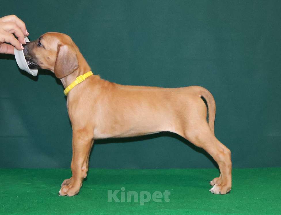 Собаки в Москве: Девочка Родезийского Риджбека  Девочка, 100 000 руб. - фото 6