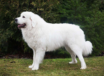 Польская подгалянская овчарка Польская подгалянская овчарка