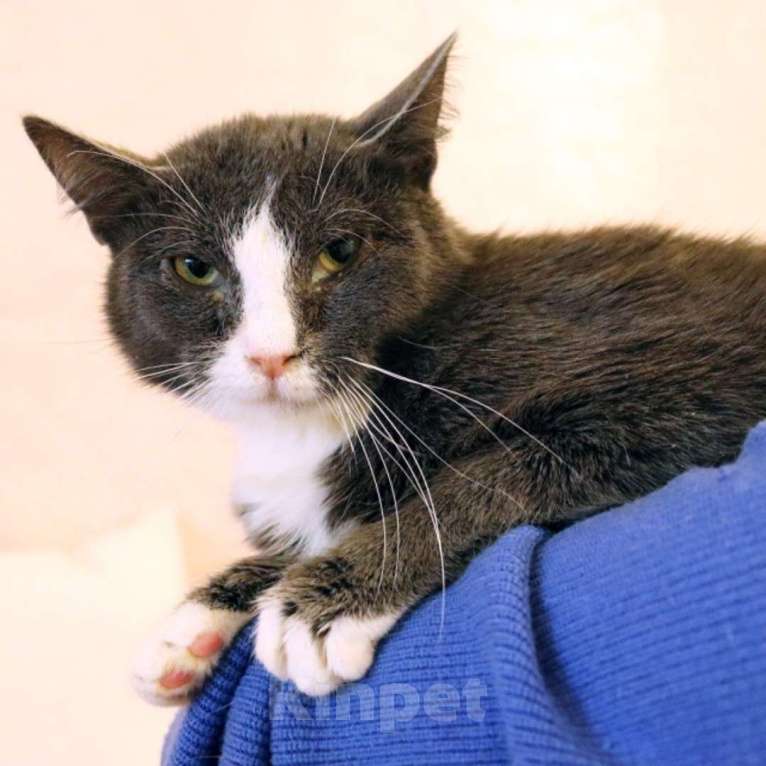 Кошки в Москве: ДымОК ищет дом Мальчик, Бесплатно - фото 1